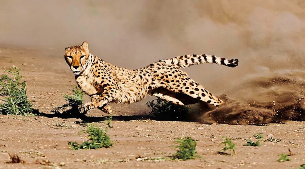 Leopards run runs fast