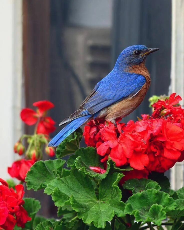 The blue bird. Лазурный овсянковый кардинал. Синяя мухоловка птица. Голубая птичка. The blue bird.