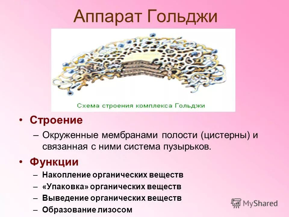 Какие формы мембранных структур образуют аппарат гольджи