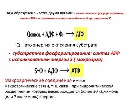 Атф выделяет энергию