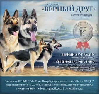 Верный друг 8