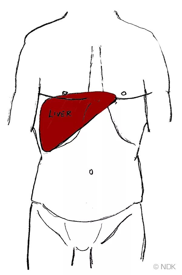 Где находится печень у человека. Печень местоположение. Печень местоположение у человека. С какой стороны печень слева или справа