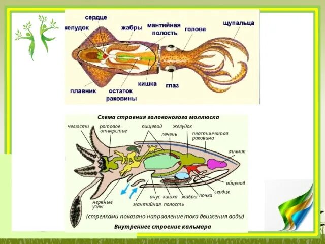 Строение головоногих моллюсков схема. Внутреннее строение головоногих моллюсков кальмар. Внутреннее строение кальмара. Класс головоногие моллюски внутреннее строение схема. Каракатица организм