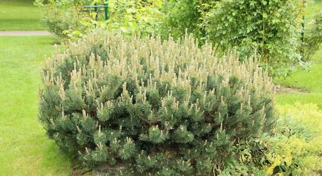 Сосна горная мугус. Сосна горная пинус муго мугус. Сосна горная мугус посадка. Сосна горная мугус посадка. Сосна горная пумилио.