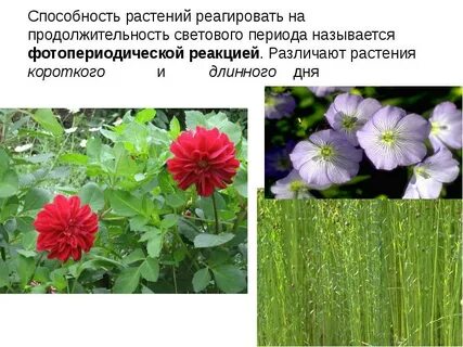 Длиннодневные растения зацветают в конце лета