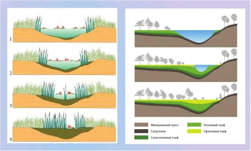 Почему низина. Схема зарастания озера. Заболачивание озера сукцессия. Процесс заболачивания схема. Схема зарастания озера и превращения его в болото.
