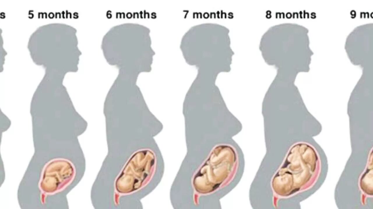 Ребенок в животе по неделям. Ребёнок на 7 месяце беременности. Расположение ребенка на 7 месяце. Ребенок на 6 месяце беременности. 6 й месяц