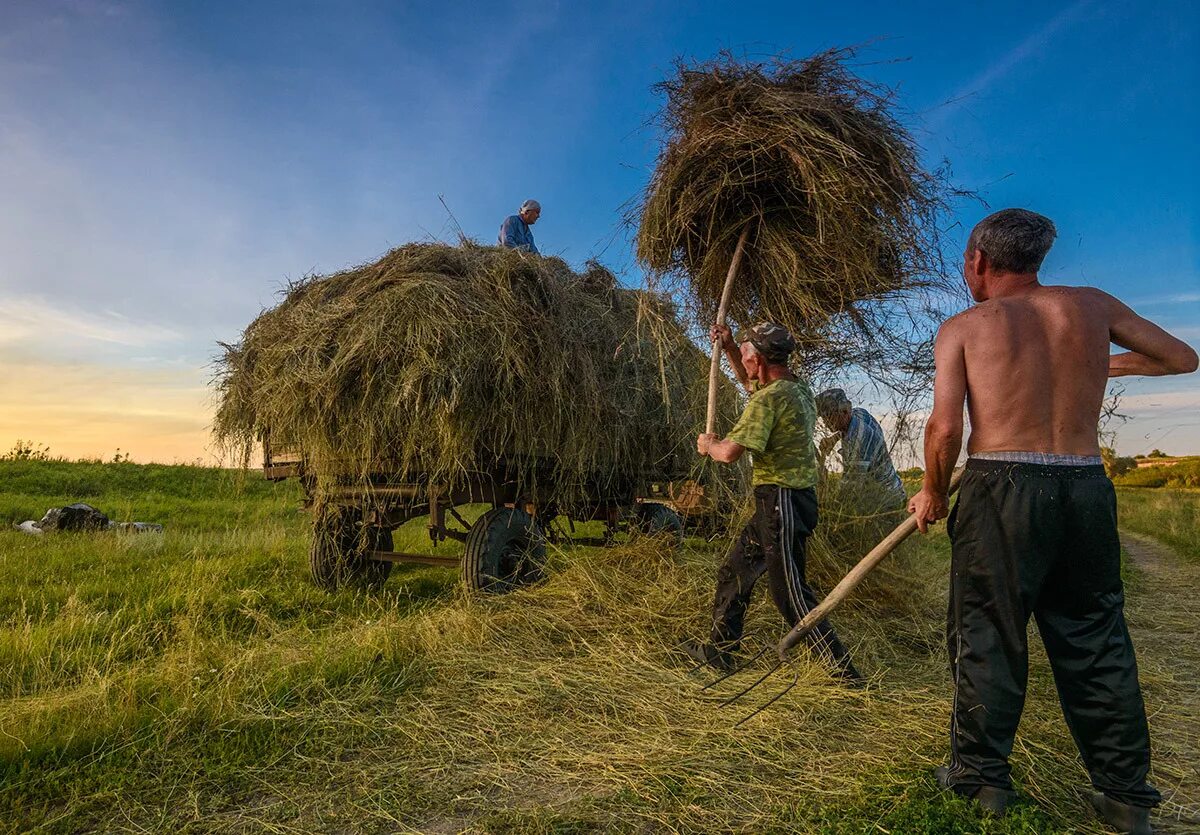 Сенокос стога. Лето в деревне сенокос. Сенокос Тыва. Сено косят. Заготовка сена.