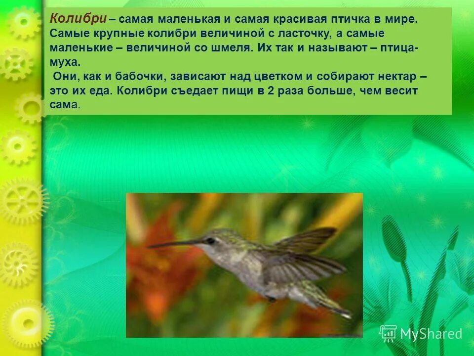 Исправьте ошибку пугливый колибри. Колибри информация. колибри краткая информация. сообщение о колибри. рассказ о колибри.