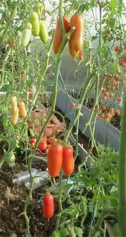 Томаты на грядке. Помидоры в природе. Томаты на даче. Форумы дачные томаты. Помидоры в огороде.