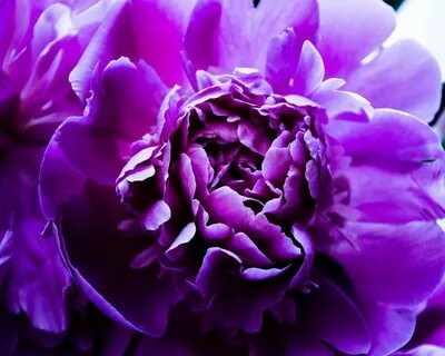 Purple фиолетовый