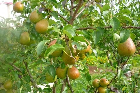 Груша чижовская зимостойкость