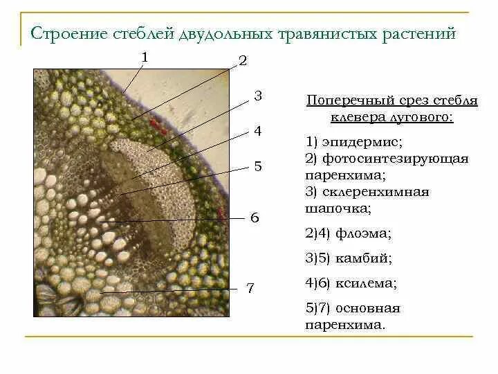 Анатомическое строение стебля травянистых растений. Строение травянистого стебля однодольных. Строение стебля двудольных растений. Анатомическое строение стебля двудольных растений. Анатомическое строение стебля двудольного травянистого растения.