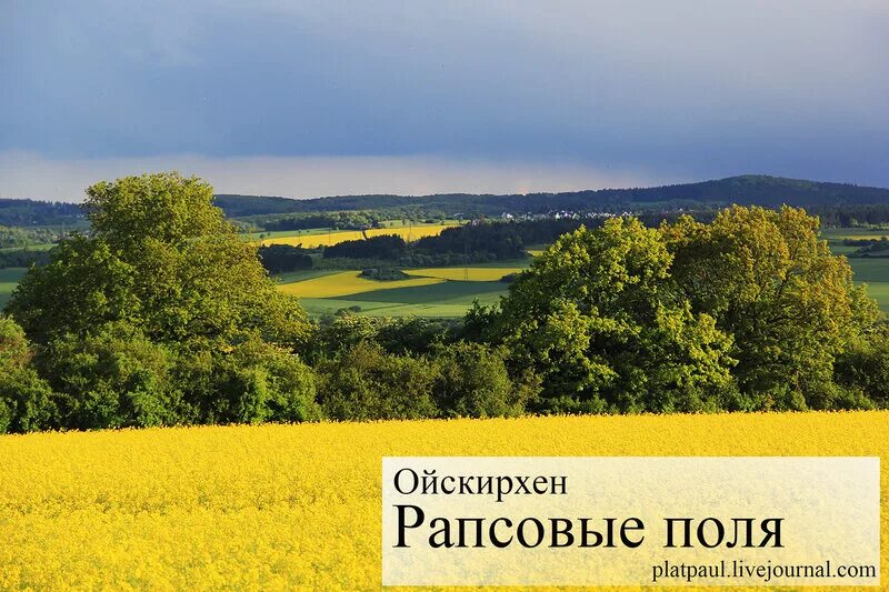 Медовые поля. Медовые поля