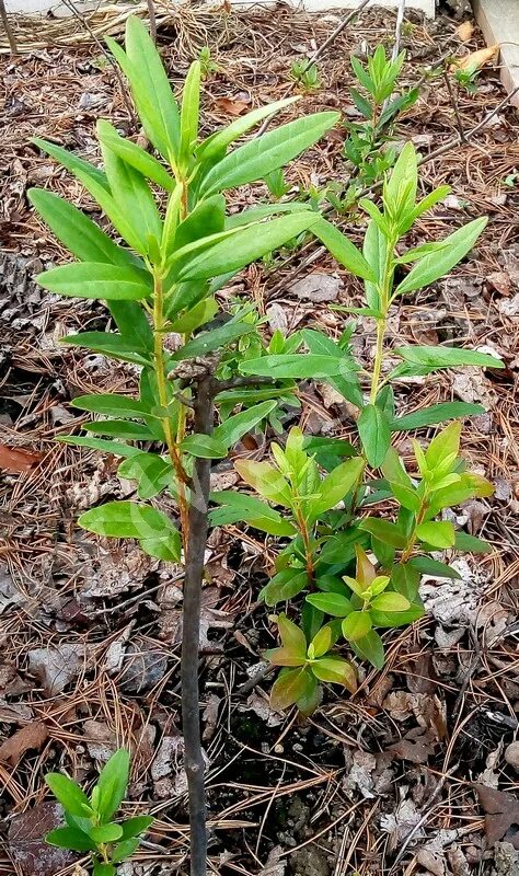 рододендрон шлиппенбаха рассада. рододендрон росток саженец. мульча для рододендрона. сеянцы азалии. рододендрон гибридный беллами.