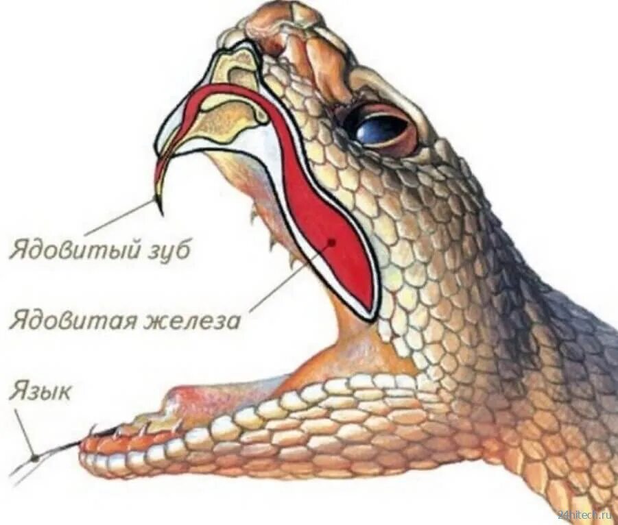 Строение челюсти неядовитой змеи. Строение ядовитых зубов у змей. Ядовитые железы пресмыкающихся. Строение Клыков ядовитых змей. Какой признак внешнего строения змеи