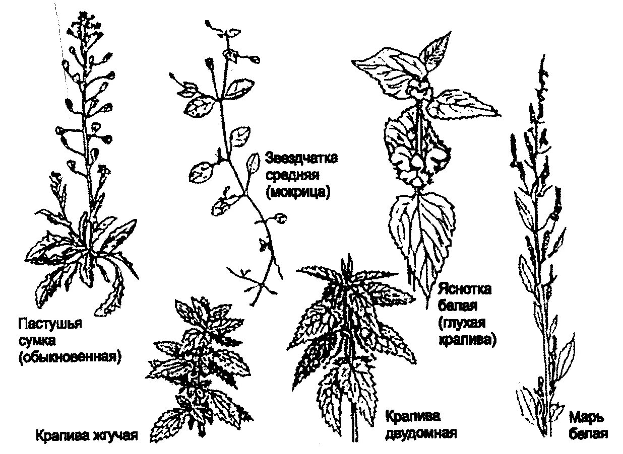 Крапива схема. Крапива жгучая и двудомная. Строение крапивы. Крапива строение растения. Крапива почвы