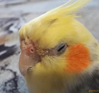 Больной корелла