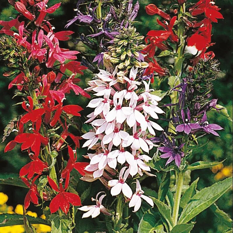 лобелия многолетняя. лобелия болотная. лобелия герарди. лобелия кустарник. лобелия прекрасная старшип.