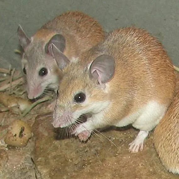 Малоазиатская иглистая мышь. Сумчатая мышь австралии. Мышь. Sv mice. Мышка живая.