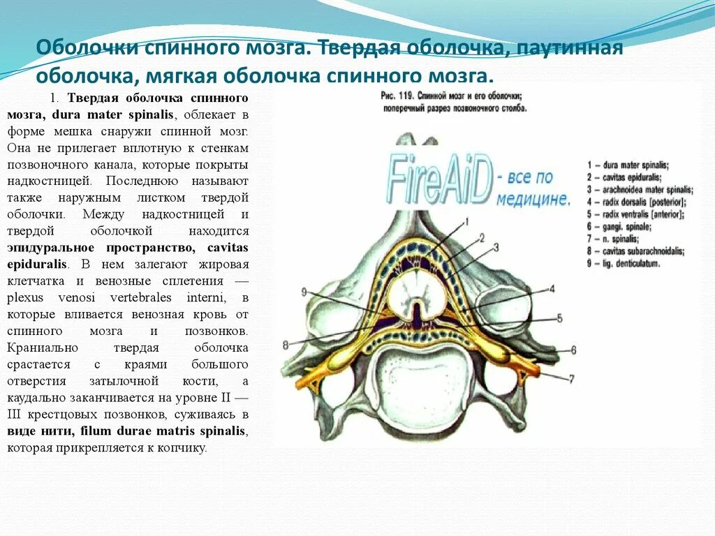 Твердая паутинная и мягкая оболочка спинного мозга. Оболочки и МЕЖОБОЛОЧЕЧНЫЕ пространства спинного мозга. Оболочки мозга мягкая твердая паутинная. Оболочки спинного мозга медунивер.