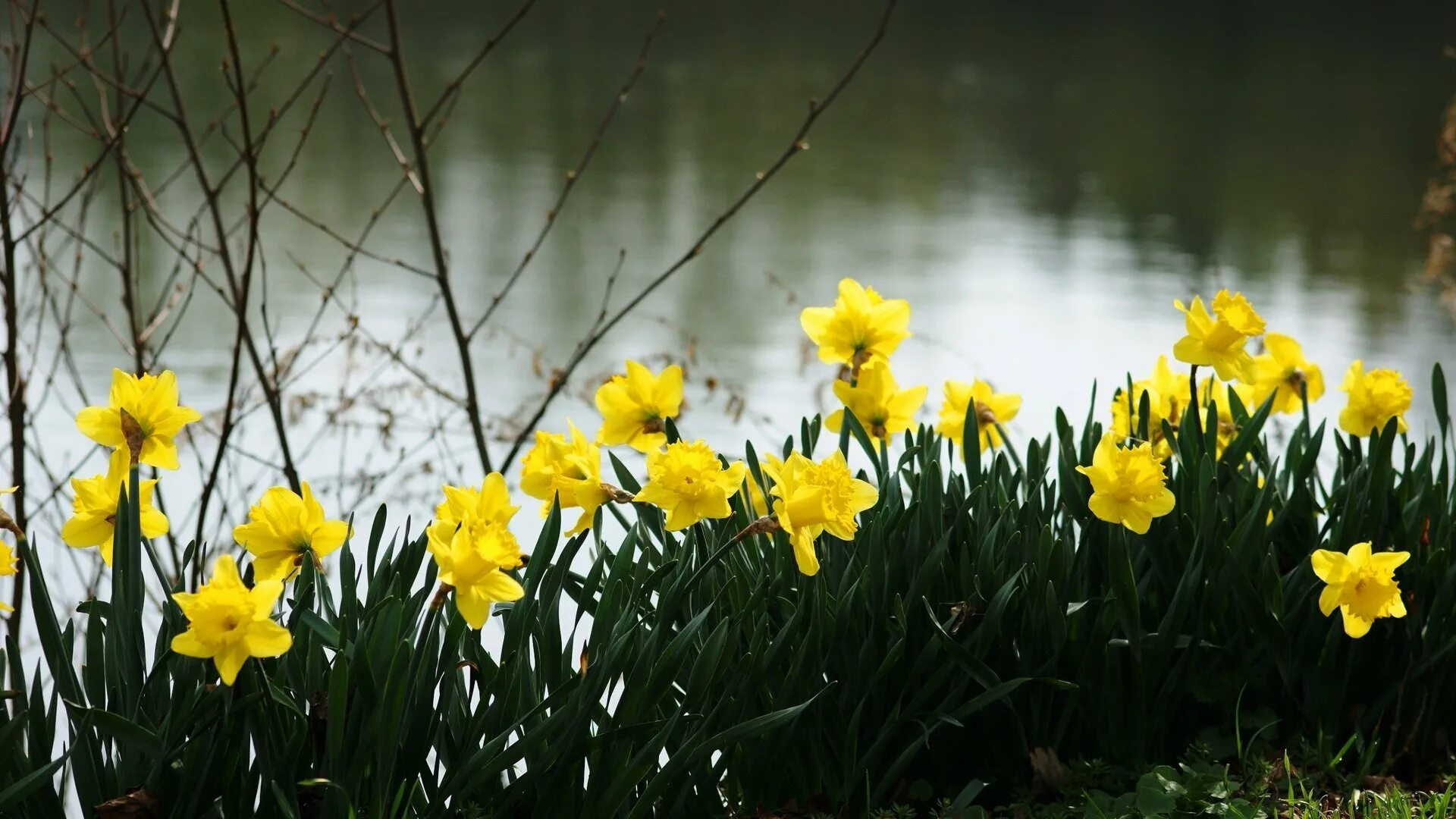 Нарциссы в апреле. Весенние желтые цветы нарциссы. нарцисс (растение). нарциссы куст. цветок нарцисс лесной.
