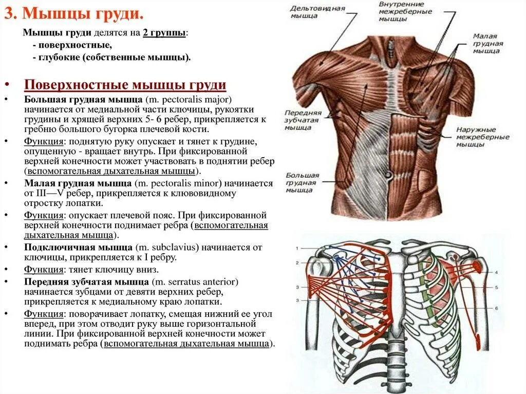 Соединение между ребрами