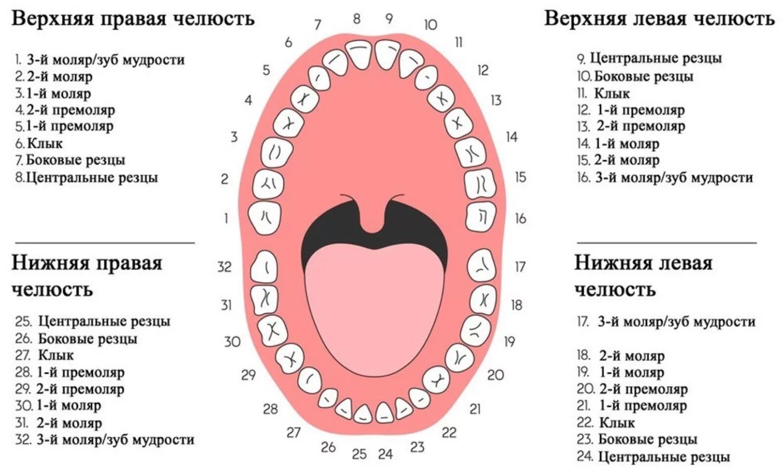 Нумерация зубов в стоматологии схема у взрослых. Зубы нижняя челюсть нумерация зубов. Нумерация детских зубов в стоматологии схема. Нумерация зубов человеческой челюсти. Схема зубов человека с нумерацией стоматологии.