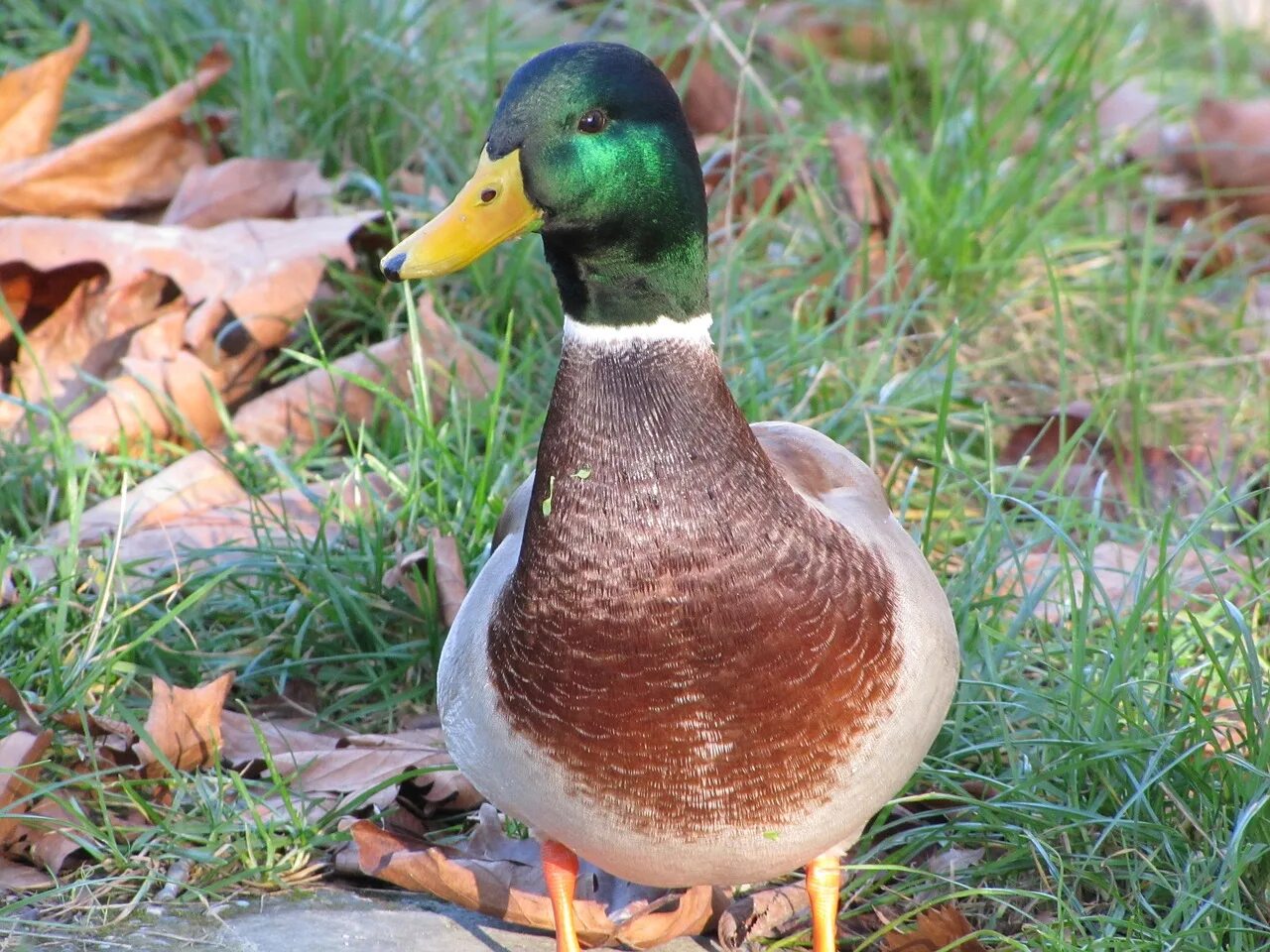 Duck duck images
