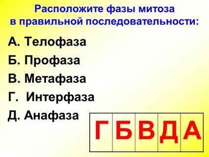 Расположите фазы