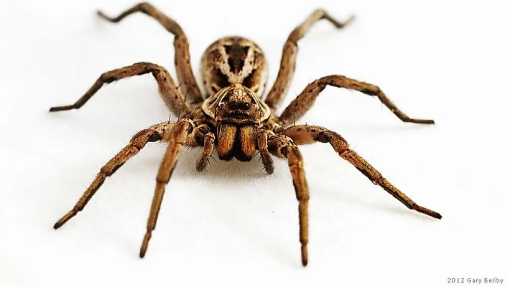 У жуков и пауков 8 ног. Ноги паука. Паук 8 лап. У пауков 8 ног. Лапы пауков.