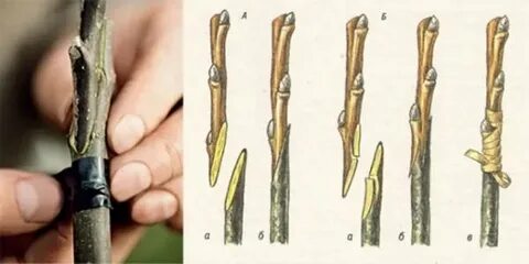 Прививка груши весной сроки в средней
