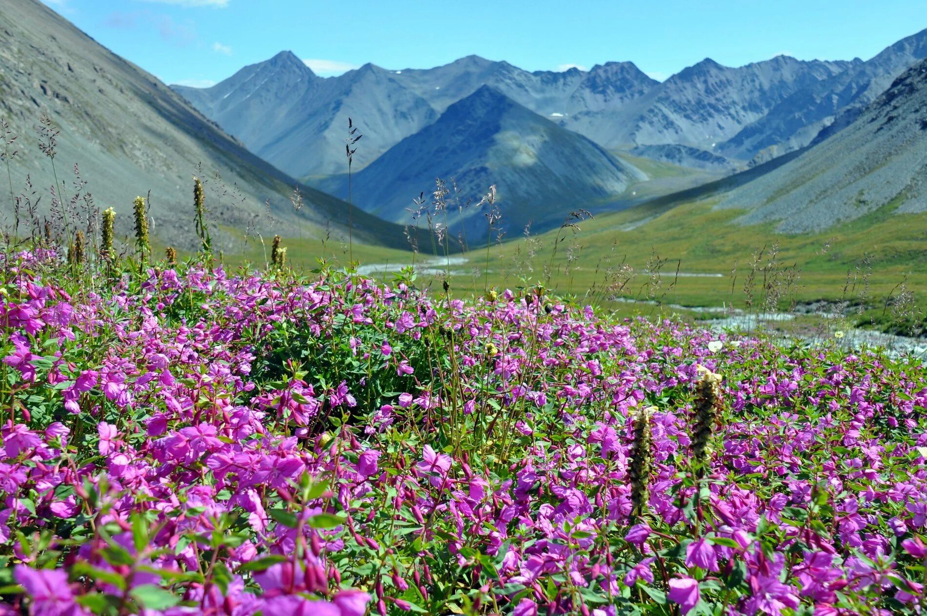 Алтайский край, горный алтай, алтайская республика. Растительный мир алтайского края. Травы алтайского края. Маральник горный алтай рододендрон. Растительный мир алтайского края.