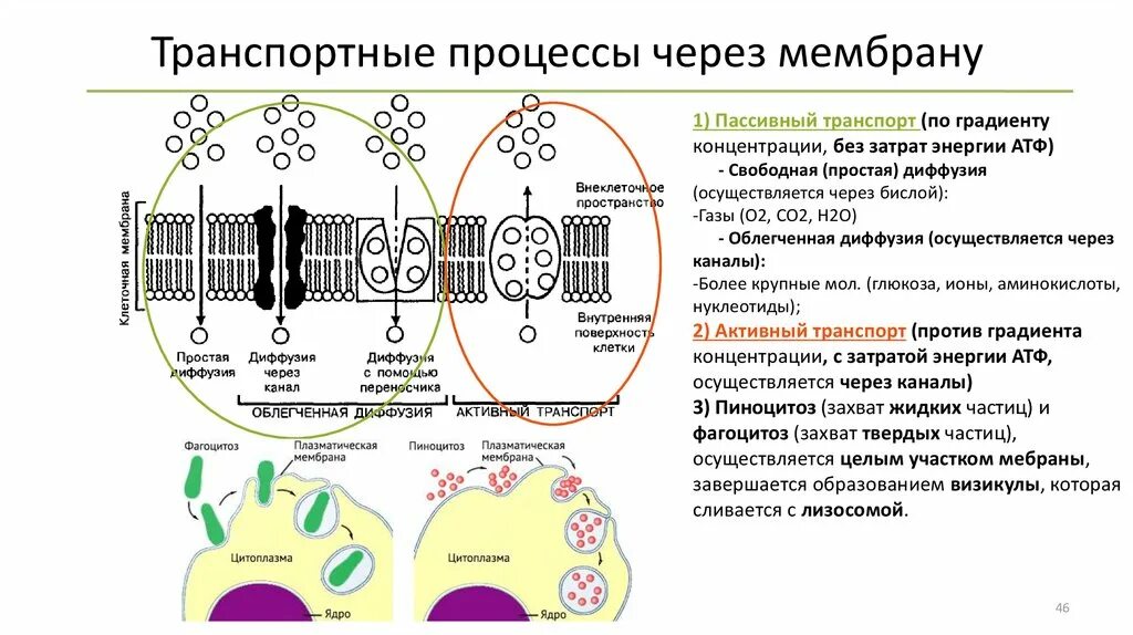 Затрат энергии атф. Схема активного транспорта веществ через мембрану. Транспорт через мембрану клетки по градиенту концентрации. Пассивный транспорт по градиенту концентрации. Активный и пассивный транспорт веществ через мембрану.