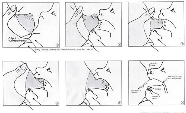 Схема грудного вскармливания новорожденного. Техника прикладывания ребенка к груди. Кормление грудью схема. Как правильно давать грудь.