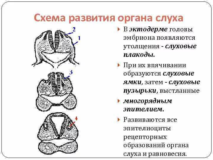 И контроля развития органов. Развитие органа слуха гистология. Развитие органа слуха кратко. Эмбриональное развитие органа слуха гистология. Схема развития органа слуха.