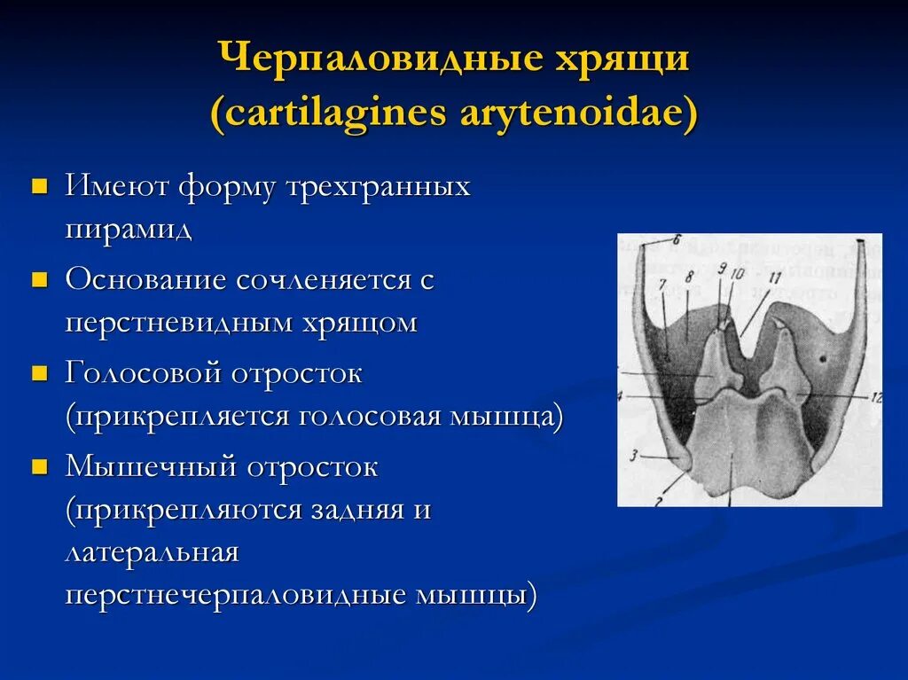 Черпаловидный хрящ анатомия. Клиновидный отросток черпаловидного хряща. Черпаловидный хрящ гортани анатомия. Строение черпаловидного хряща.