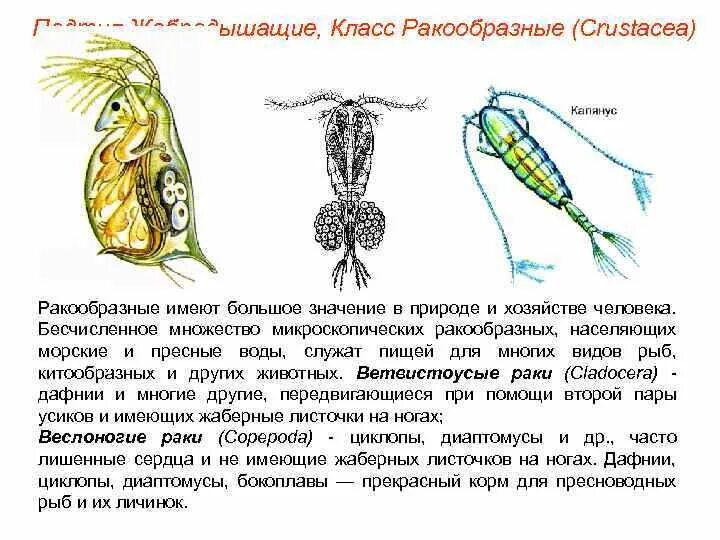 Значение ракообразных в природе. Значение ракообразных в природе