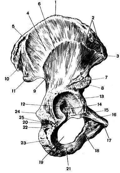Подвздошной кости 2