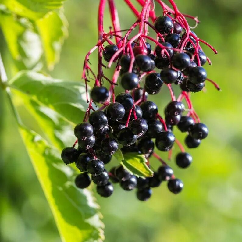 Бузина растение ягоды. Elderberry. Бузина ягода съедобная. Бузина ягода. Бузина черноплодная.
