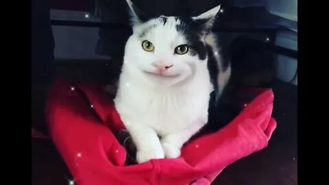 Кошка стала котом