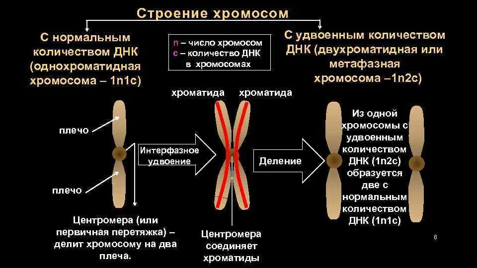 Как называется набор хромосом. Строение однохроматидные хромосомы. строение хромосомы хроматиды. строение хромосомы центромера. строение хромосом 2n2c.
