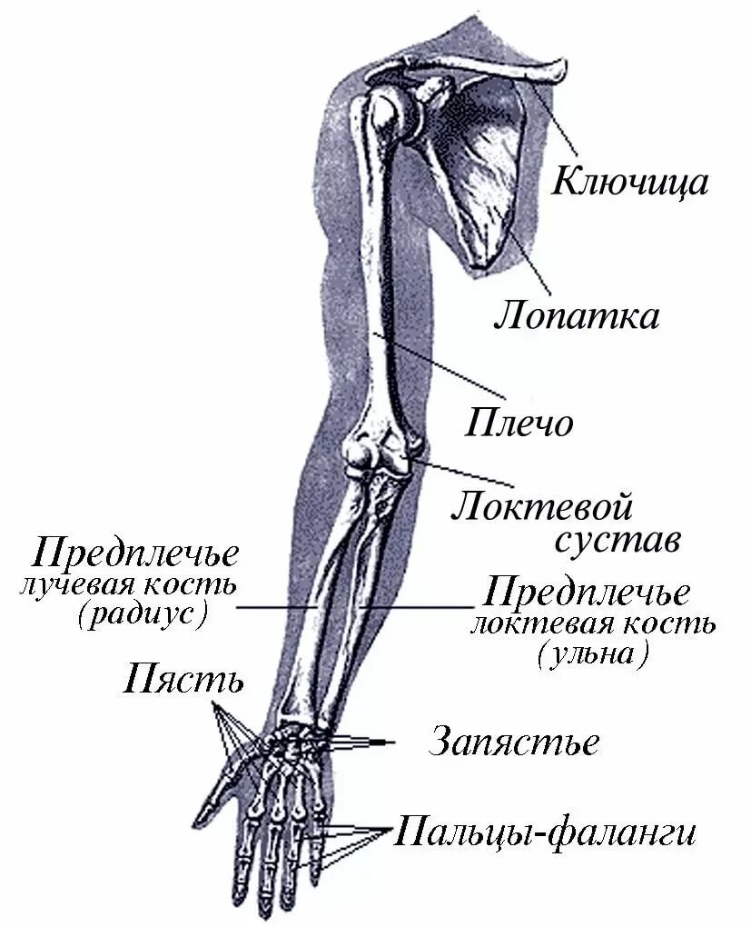 Стороны предплечья. Рука анатомия строение кости. Строение руки человека с названиями плечо предплечье. Название костей руки. Название костей руки у человека.