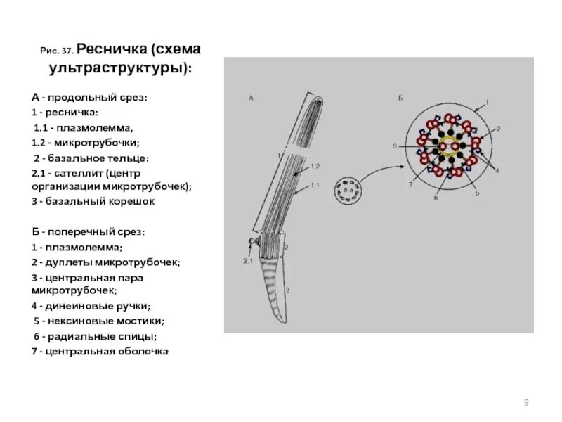 Базальные тельца ресничек. Базальное тельце реснички строение. реснички и базальное тельце схема. продольный срез реснички. ультраструктура ресничек.