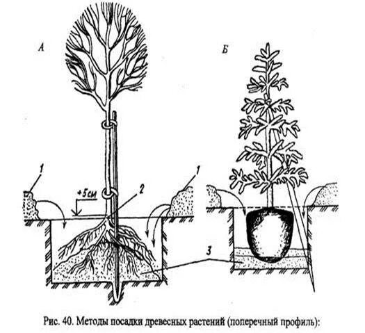 Технология посадки деревьев и кустарников. Подготовка посадочных ям, посадка деревьев и кустарников. Схема посадки кустарников с открытой корневой системой. Посадка саженцев деревьев с оголенной корневой системой. Предлагать способ пересадки деревьев