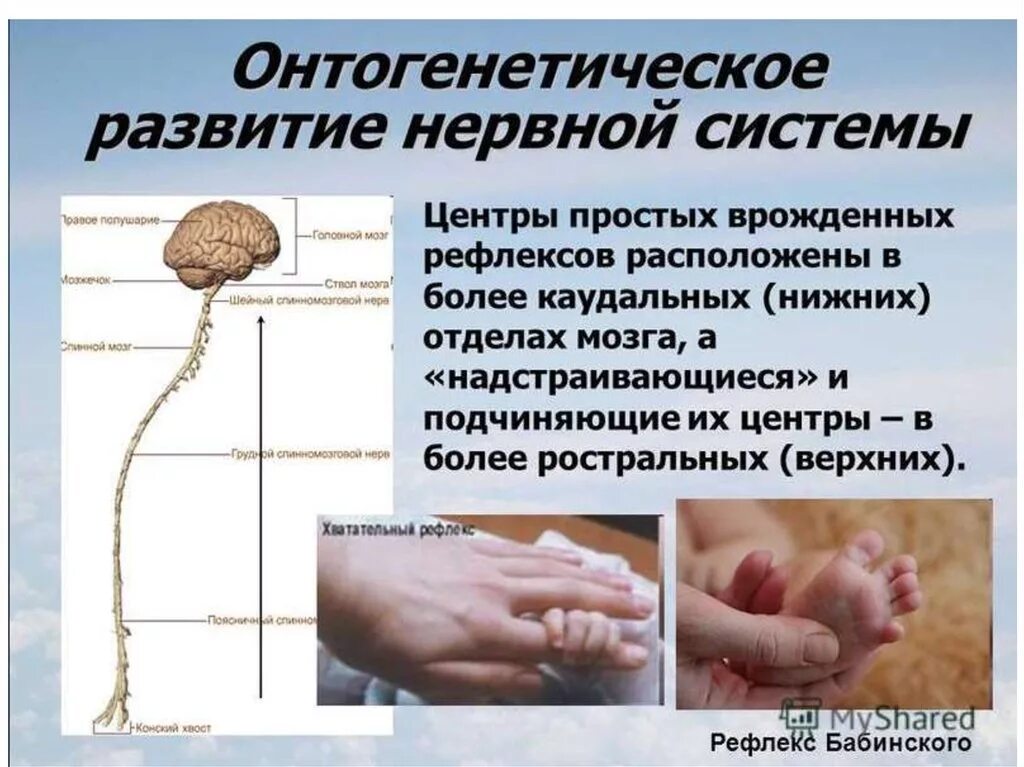 Врожденными рефлексами человека является. Центры безусловных рефлексов располагаются. Врожденные рефлексы. Врожденные формы поведения. Врожденные формы поведения физиология.