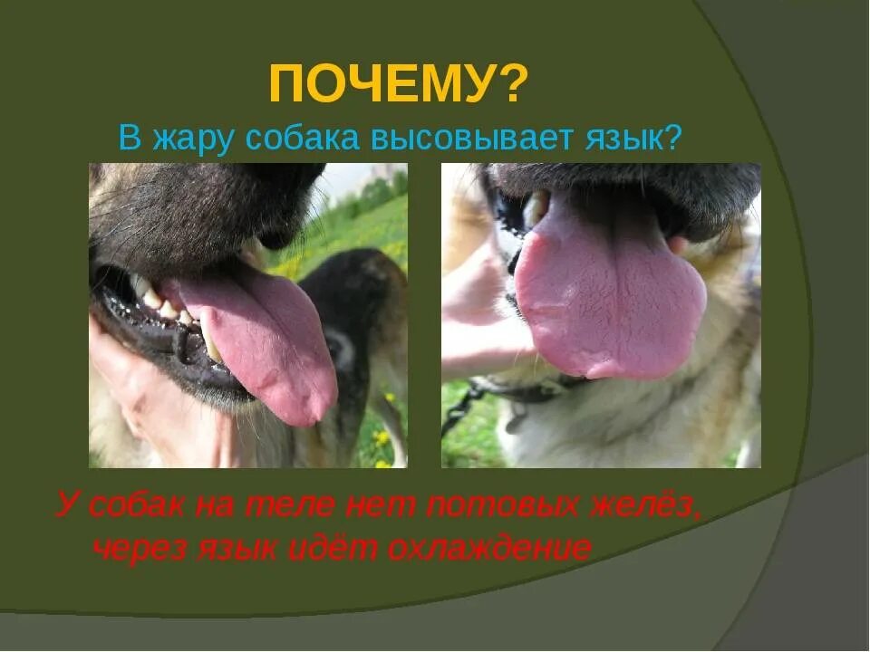 Собака с высунутым языком. Почему собаки высовывают язык. Почему в жару собака высовывает язык.