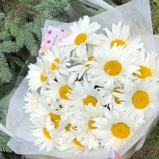 Ромашки букет
