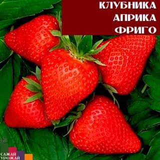 Клубника априка урожайность