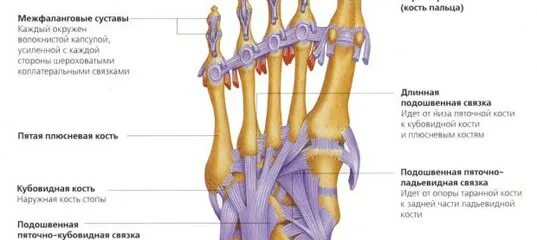 Связочный аппарат стопы. Лигаментит сухожилия стопы. Лигаментит голеностопного сустава. Лигаментит пальцев ног. Лигаментоз подошвенной связки стопы.